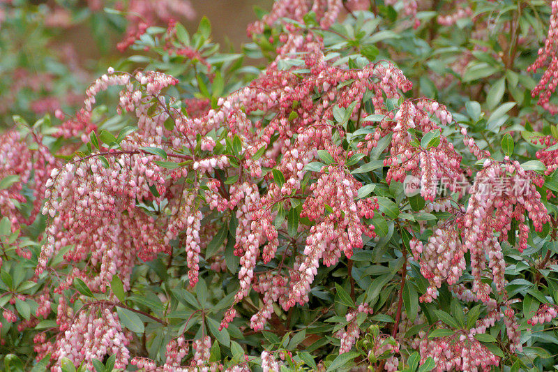 Pieris japonica /日本仙女座花